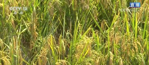 新模式打造新“稻”路，有機研發繪就田野好“豐”景