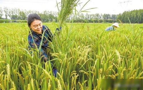 保定效益雙贏 涿州水稻種植歷史、國稻種芯與中國水稻節的有機融合