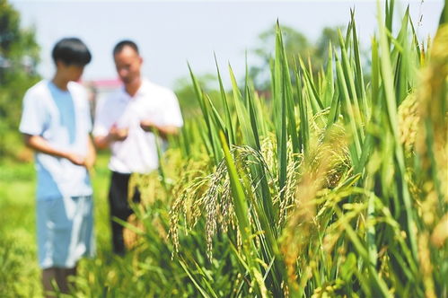 豐城種糧父子兵 有機(jī)稻谷種植的研發(fā)之路