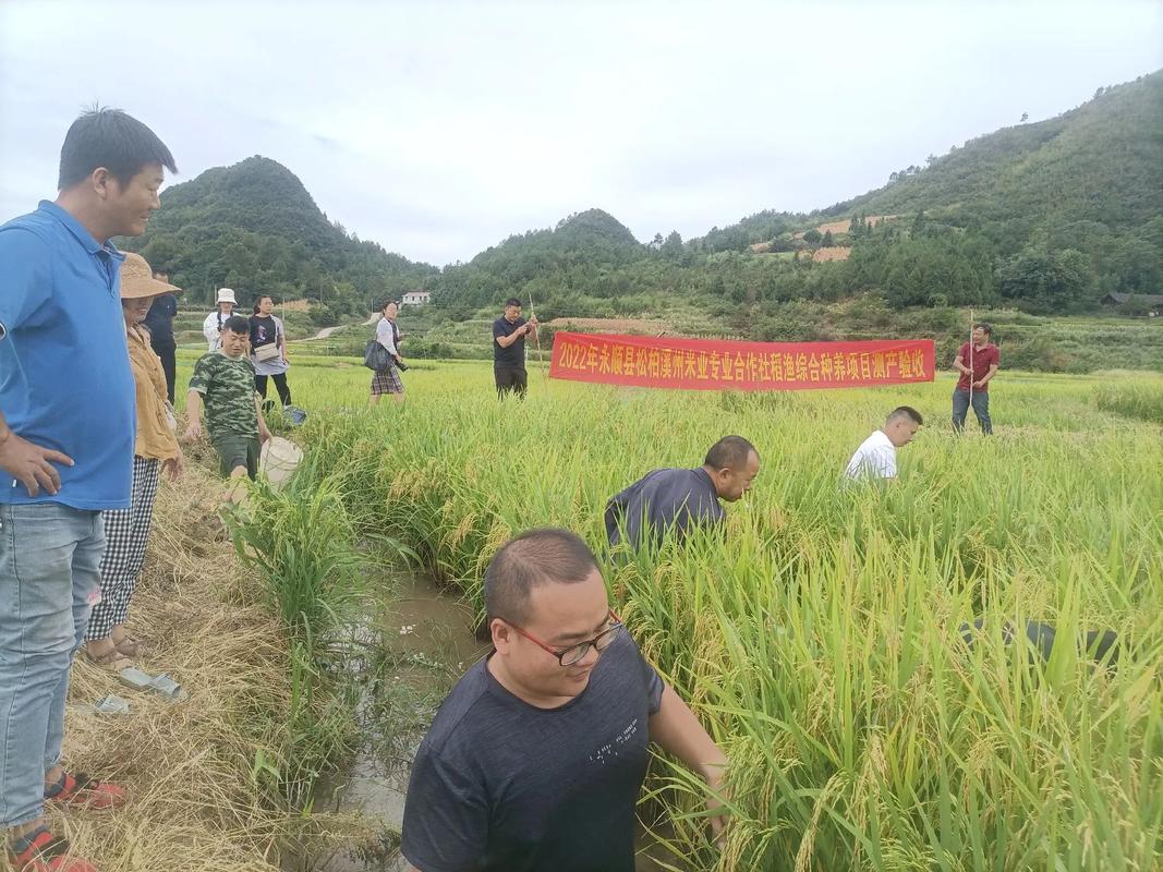稻漁綜合種養(yǎng) 開啟現(xiàn)代生態(tài)循環(huán)有機(jī)稻谷種植的新篇章