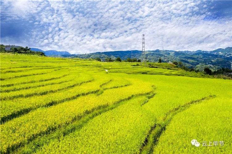 樂(lè)溪原稻谷通過(guò)有機(jī)轉(zhuǎn)換認(rèn)證